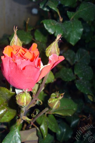 A mobile wallpaper and MMS picture for Apple iPhone 7s, 6s, 5s, 4s, Plus, iPods, iPads, New iPads, Samsung Galaxy S Series and Notes, Sony Ericsson Xperia, LG Mobile Phones, Tablets and Devices: Red rose photo.
