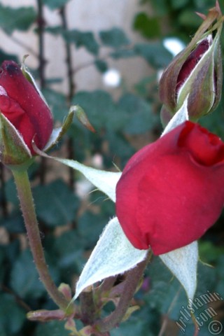 A mobile wallpaper and MMS picture for Apple iPhone 7s, 6s, 5s, 4s, Plus, iPods, iPads, New iPads, Samsung Galaxy S Series and Notes, Sony Ericsson Xperia, LG Mobile Phones, Tablets and Devices: Red rose photo.
