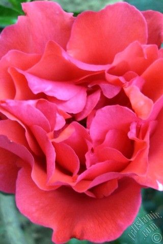 A mobile wallpaper and MMS picture for Apple iPhone 7s, 6s, 5s, 4s, Plus, iPods, iPads, New iPads, Samsung Galaxy S Series and Notes, Sony Ericsson Xperia, LG Mobile Phones, Tablets and Devices: Red rose photo.
