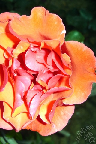 A mobile wallpaper and MMS picture for Apple iPhone 7s, 6s, 5s, 4s, Plus, iPods, iPads, New iPads, Samsung Galaxy S Series and Notes, Sony Ericsson Xperia, LG Mobile Phones, Tablets and Devices: Red rose photo.
