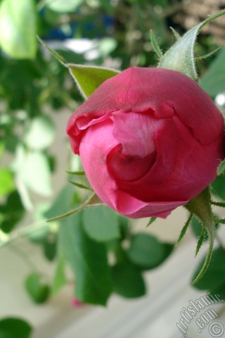 A mobile wallpaper and MMS picture for Apple iPhone 7s, 6s, 5s, 4s, Plus, iPods, iPads, New iPads, Samsung Galaxy S Series and Notes, Sony Ericsson Xperia, LG Mobile Phones, Tablets and Devices: Red rose photo.
