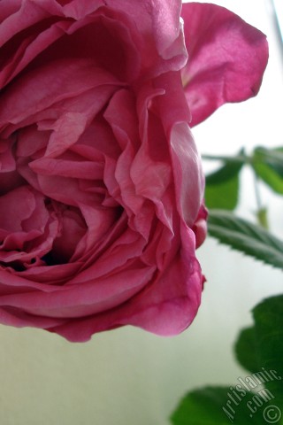 A mobile wallpaper and MMS picture for Apple iPhone 7s, 6s, 5s, 4s, Plus, iPods, iPads, New iPads, Samsung Galaxy S Series and Notes, Sony Ericsson Xperia, LG Mobile Phones, Tablets and Devices: Red rose photo.
