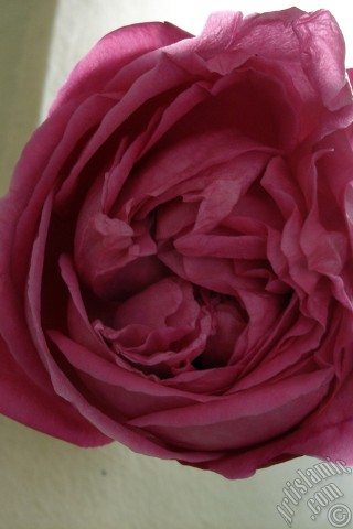 A mobile wallpaper and MMS picture for Apple iPhone 7s, 6s, 5s, 4s, Plus, iPods, iPads, New iPads, Samsung Galaxy S Series and Notes, Sony Ericsson Xperia, LG Mobile Phones, Tablets and Devices: Red rose photo.
