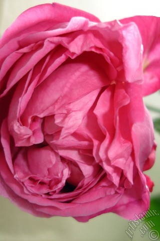 A mobile wallpaper and MMS picture for Apple iPhone 7s, 6s, 5s, 4s, Plus, iPods, iPads, New iPads, Samsung Galaxy S Series and Notes, Sony Ericsson Xperia, LG Mobile Phones, Tablets and Devices: Red rose photo.
