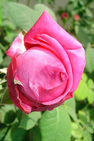 A mobile wallpaper and MMS picture for Apple iPhone 7s, 6s, 5s, 4s, Plus, iPods, iPads, New iPads, Samsung Galaxy S Series and Notes, Sony Ericsson Xperia, LG Mobile Phones, Tablets and Devices: Red rose photo.
