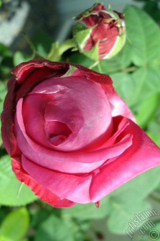 A mobile wallpaper and MMS picture for Apple iPhone 7s, 6s, 5s, 4s, Plus, iPods, iPads, New iPads, Samsung Galaxy S Series and Notes, Sony Ericsson Xperia, LG Mobile Phones, Tablets and Devices: Red rose photo.
