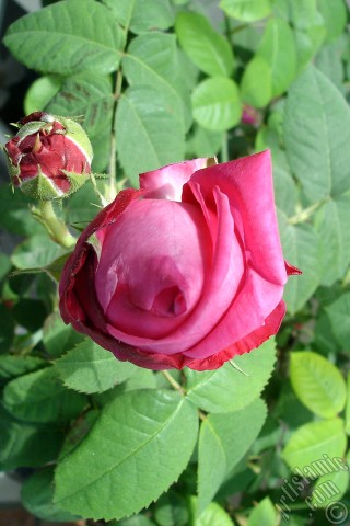 A mobile wallpaper and MMS picture for Apple iPhone 7s, 6s, 5s, 4s, Plus, iPods, iPads, New iPads, Samsung Galaxy S Series and Notes, Sony Ericsson Xperia, LG Mobile Phones, Tablets and Devices: Red rose photo.
