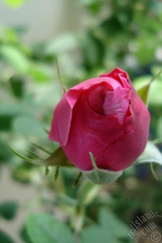 A mobile wallpaper and MMS picture for Apple iPhone 7s, 6s, 5s, 4s, Plus, iPods, iPads, New iPads, Samsung Galaxy S Series and Notes, Sony Ericsson Xperia, LG Mobile Phones, Tablets and Devices: Red rose photo.
