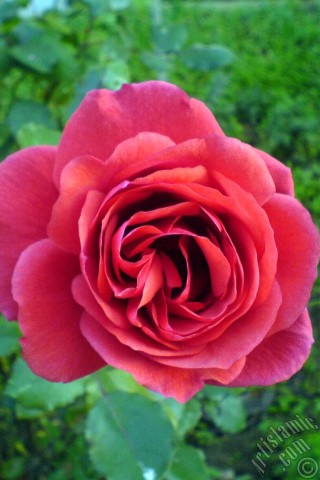 A mobile wallpaper and MMS picture for Apple iPhone 7s, 6s, 5s, 4s, Plus, iPods, iPads, New iPads, Samsung Galaxy S Series and Notes, Sony Ericsson Xperia, LG Mobile Phones, Tablets and Devices: Red rose photo.
