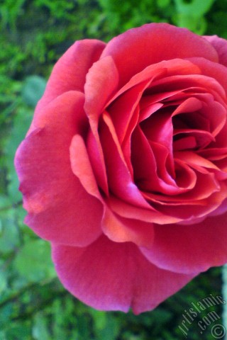 A mobile wallpaper and MMS picture for Apple iPhone 7s, 6s, 5s, 4s, Plus, iPods, iPads, New iPads, Samsung Galaxy S Series and Notes, Sony Ericsson Xperia, LG Mobile Phones, Tablets and Devices: Red rose photo.
