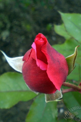 A mobile wallpaper and MMS picture for Apple iPhone 7s, 6s, 5s, 4s, Plus, iPods, iPads, New iPads, Samsung Galaxy S Series and Notes, Sony Ericsson Xperia, LG Mobile Phones, Tablets and Devices: Red rose photo.
