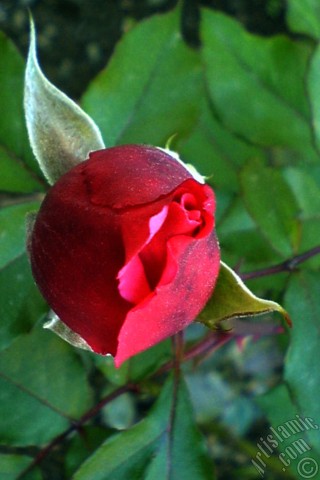 A mobile wallpaper and MMS picture for Apple iPhone 7s, 6s, 5s, 4s, Plus, iPods, iPads, New iPads, Samsung Galaxy S Series and Notes, Sony Ericsson Xperia, LG Mobile Phones, Tablets and Devices: Red rose photo.
