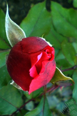 A mobile wallpaper and MMS picture for Apple iPhone 7s, 6s, 5s, 4s, Plus, iPods, iPads, New iPads, Samsung Galaxy S Series and Notes, Sony Ericsson Xperia, LG Mobile Phones, Tablets and Devices: Red rose photo.
