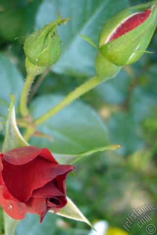 A mobile wallpaper and MMS picture for Apple iPhone 7s, 6s, 5s, 4s, Plus, iPods, iPads, New iPads, Samsung Galaxy S Series and Notes, Sony Ericsson Xperia, LG Mobile Phones, Tablets and Devices: Red rose photo.
