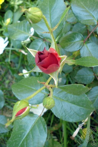 A mobile wallpaper and MMS picture for Apple iPhone 7s, 6s, 5s, 4s, Plus, iPods, iPads, New iPads, Samsung Galaxy S Series and Notes, Sony Ericsson Xperia, LG Mobile Phones, Tablets and Devices: Red rose photo.
