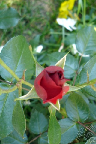 A mobile wallpaper and MMS picture for Apple iPhone 7s, 6s, 5s, 4s, Plus, iPods, iPads, New iPads, Samsung Galaxy S Series and Notes, Sony Ericsson Xperia, LG Mobile Phones, Tablets and Devices: Red rose photo.
