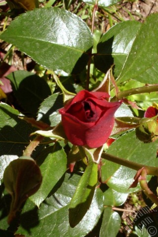 A mobile wallpaper and MMS picture for Apple iPhone 7s, 6s, 5s, 4s, Plus, iPods, iPads, New iPads, Samsung Galaxy S Series and Notes, Sony Ericsson Xperia, LG Mobile Phones, Tablets and Devices: Red rose photo.
