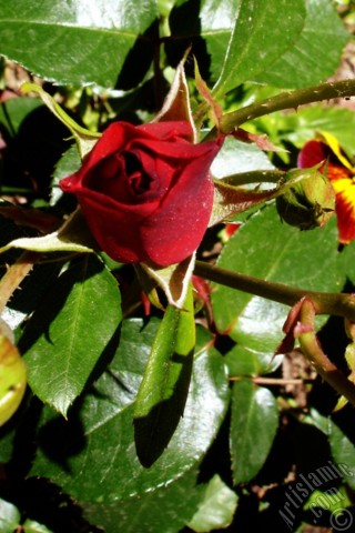 A mobile wallpaper and MMS picture for Apple iPhone 7s, 6s, 5s, 4s, Plus, iPods, iPads, New iPads, Samsung Galaxy S Series and Notes, Sony Ericsson Xperia, LG Mobile Phones, Tablets and Devices: Red rose photo.
