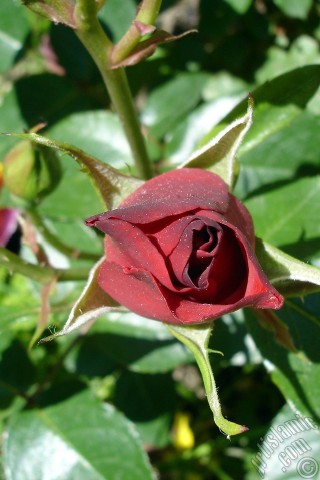 A mobile wallpaper and MMS picture for Apple iPhone 7s, 6s, 5s, 4s, Plus, iPods, iPads, New iPads, Samsung Galaxy S Series and Notes, Sony Ericsson Xperia, LG Mobile Phones, Tablets and Devices: Red rose photo.
