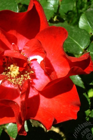 A mobile wallpaper and MMS picture for Apple iPhone 7s, 6s, 5s, 4s, Plus, iPods, iPads, New iPads, Samsung Galaxy S Series and Notes, Sony Ericsson Xperia, LG Mobile Phones, Tablets and Devices: Red rose photo.
