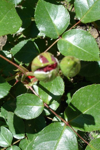 A mobile wallpaper and MMS picture for Apple iPhone 7s, 6s, 5s, 4s, Plus, iPods, iPads, New iPads, Samsung Galaxy S Series and Notes, Sony Ericsson Xperia, LG Mobile Phones, Tablets and Devices: Red rose photo.
