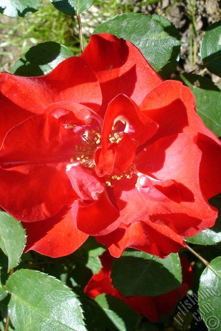 A mobile wallpaper and MMS picture for Apple iPhone 7s, 6s, 5s, 4s, Plus, iPods, iPads, New iPads, Samsung Galaxy S Series and Notes, Sony Ericsson Xperia, LG Mobile Phones, Tablets and Devices: Red rose photo.
