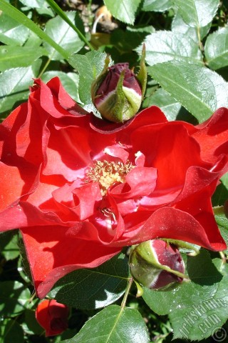 A mobile wallpaper and MMS picture for Apple iPhone 7s, 6s, 5s, 4s, Plus, iPods, iPads, New iPads, Samsung Galaxy S Series and Notes, Sony Ericsson Xperia, LG Mobile Phones, Tablets and Devices: Red rose photo.
