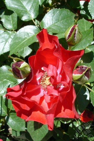 A mobile wallpaper and MMS picture for Apple iPhone 7s, 6s, 5s, 4s, Plus, iPods, iPads, New iPads, Samsung Galaxy S Series and Notes, Sony Ericsson Xperia, LG Mobile Phones, Tablets and Devices: Red rose photo.
