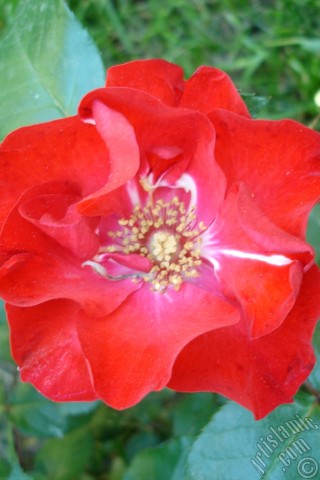 A mobile wallpaper and MMS picture for Apple iPhone 7s, 6s, 5s, 4s, Plus, iPods, iPads, New iPads, Samsung Galaxy S Series and Notes, Sony Ericsson Xperia, LG Mobile Phones, Tablets and Devices: Red rose photo.
