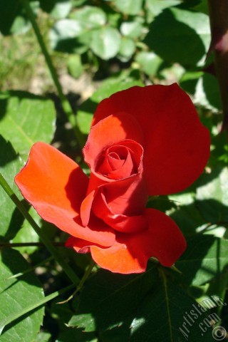 A mobile wallpaper and MMS picture for Apple iPhone 7s, 6s, 5s, 4s, Plus, iPods, iPads, New iPads, Samsung Galaxy S Series and Notes, Sony Ericsson Xperia, LG Mobile Phones, Tablets and Devices: Red rose photo.
