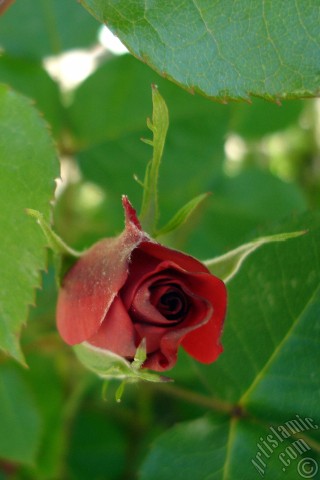 A mobile wallpaper and MMS picture for Apple iPhone 7s, 6s, 5s, 4s, Plus, iPods, iPads, New iPads, Samsung Galaxy S Series and Notes, Sony Ericsson Xperia, LG Mobile Phones, Tablets and Devices: Red rose photo.
