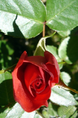 A mobile wallpaper and MMS picture for Apple iPhone 7s, 6s, 5s, 4s, Plus, iPods, iPads, New iPads, Samsung Galaxy S Series and Notes, Sony Ericsson Xperia, LG Mobile Phones, Tablets and Devices: Red rose photo.
