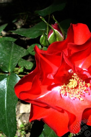 A mobile wallpaper and MMS picture for Apple iPhone 7s, 6s, 5s, 4s, Plus, iPods, iPads, New iPads, Samsung Galaxy S Series and Notes, Sony Ericsson Xperia, LG Mobile Phones, Tablets and Devices: Red rose photo.
