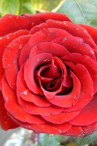 A mobile wallpaper and MMS picture for Apple iPhone 7s, 6s, 5s, 4s, Plus, iPods, iPads, New iPads, Samsung Galaxy S Series and Notes, Sony Ericsson Xperia, LG Mobile Phones, Tablets and Devices: Red rose photo.
