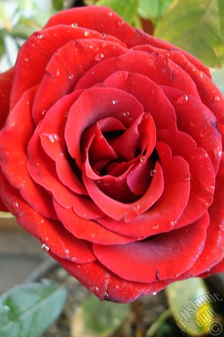 A mobile wallpaper and MMS picture for Apple iPhone 7s, 6s, 5s, 4s, Plus, iPods, iPads, New iPads, Samsung Galaxy S Series and Notes, Sony Ericsson Xperia, LG Mobile Phones, Tablets and Devices: Red rose photo.
