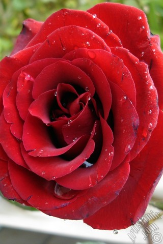 A mobile wallpaper and MMS picture for Apple iPhone 7s, 6s, 5s, 4s, Plus, iPods, iPads, New iPads, Samsung Galaxy S Series and Notes, Sony Ericsson Xperia, LG Mobile Phones, Tablets and Devices: Red rose photo.
