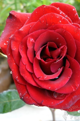 A mobile wallpaper and MMS picture for Apple iPhone 7s, 6s, 5s, 4s, Plus, iPods, iPads, New iPads, Samsung Galaxy S Series and Notes, Sony Ericsson Xperia, LG Mobile Phones, Tablets and Devices: Red rose photo.
