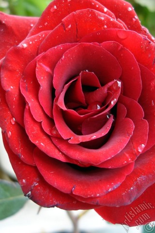 A mobile wallpaper and MMS picture for Apple iPhone 7s, 6s, 5s, 4s, Plus, iPods, iPads, New iPads, Samsung Galaxy S Series and Notes, Sony Ericsson Xperia, LG Mobile Phones, Tablets and Devices: Red rose photo.
