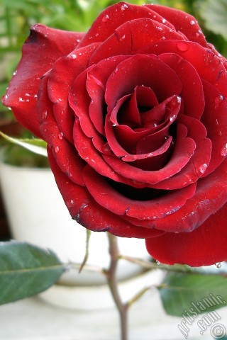 A mobile wallpaper and MMS picture for Apple iPhone 7s, 6s, 5s, 4s, Plus, iPods, iPads, New iPads, Samsung Galaxy S Series and Notes, Sony Ericsson Xperia, LG Mobile Phones, Tablets and Devices: Red rose photo.
