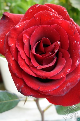 A mobile wallpaper and MMS picture for Apple iPhone 7s, 6s, 5s, 4s, Plus, iPods, iPads, New iPads, Samsung Galaxy S Series and Notes, Sony Ericsson Xperia, LG Mobile Phones, Tablets and Devices: Red rose photo.
