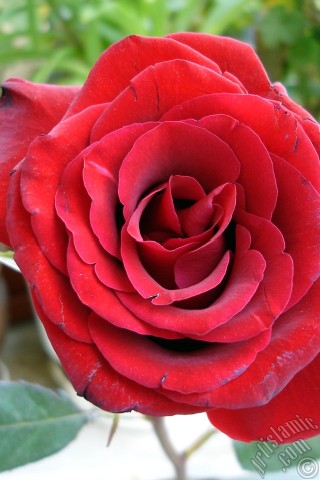 A mobile wallpaper and MMS picture for Apple iPhone 7s, 6s, 5s, 4s, Plus, iPods, iPads, New iPads, Samsung Galaxy S Series and Notes, Sony Ericsson Xperia, LG Mobile Phones, Tablets and Devices: Red rose photo.
