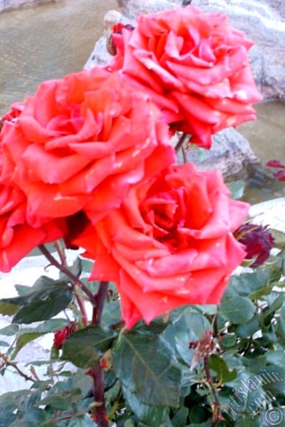 A mobile wallpaper and MMS picture for Apple iPhone 7s, 6s, 5s, 4s, Plus, iPods, iPads, New iPads, Samsung Galaxy S Series and Notes, Sony Ericsson Xperia, LG Mobile Phones, Tablets and Devices: Red rose photo.
