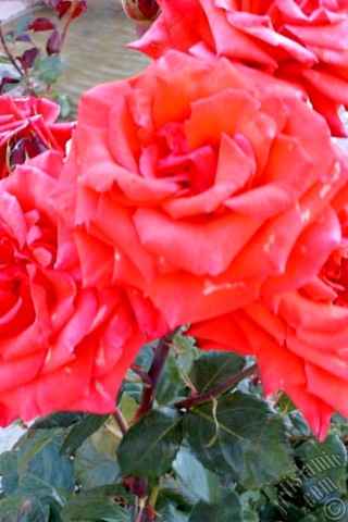 A mobile wallpaper and MMS picture for Apple iPhone 7s, 6s, 5s, 4s, Plus, iPods, iPads, New iPads, Samsung Galaxy S Series and Notes, Sony Ericsson Xperia, LG Mobile Phones, Tablets and Devices: Red rose photo.
