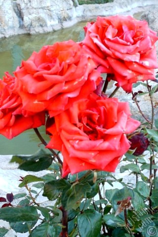 A mobile wallpaper and MMS picture for Apple iPhone 7s, 6s, 5s, 4s, Plus, iPods, iPads, New iPads, Samsung Galaxy S Series and Notes, Sony Ericsson Xperia, LG Mobile Phones, Tablets and Devices: Red rose photo.
