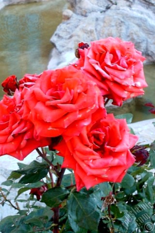 A mobile wallpaper and MMS picture for Apple iPhone 7s, 6s, 5s, 4s, Plus, iPods, iPads, New iPads, Samsung Galaxy S Series and Notes, Sony Ericsson Xperia, LG Mobile Phones, Tablets and Devices: Red rose photo.
