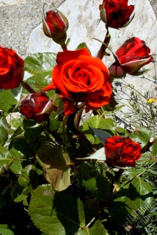 A mobile wallpaper and MMS picture for Apple iPhone 7s, 6s, 5s, 4s, Plus, iPods, iPads, New iPads, Samsung Galaxy S Series and Notes, Sony Ericsson Xperia, LG Mobile Phones, Tablets and Devices: Red rose photo.
