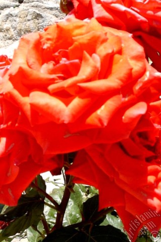 A mobile wallpaper and MMS picture for Apple iPhone 7s, 6s, 5s, 4s, Plus, iPods, iPads, New iPads, Samsung Galaxy S Series and Notes, Sony Ericsson Xperia, LG Mobile Phones, Tablets and Devices: Red rose photo.
