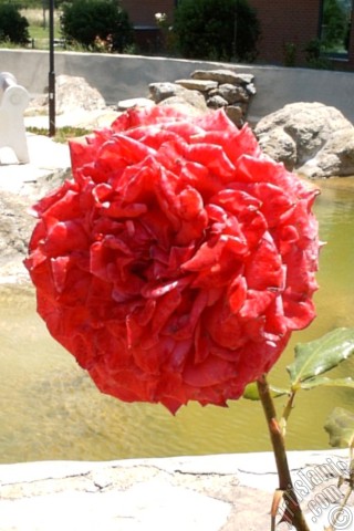 A mobile wallpaper and MMS picture for Apple iPhone 7s, 6s, 5s, 4s, Plus, iPods, iPads, New iPads, Samsung Galaxy S Series and Notes, Sony Ericsson Xperia, LG Mobile Phones, Tablets and Devices: Red rose photo.
