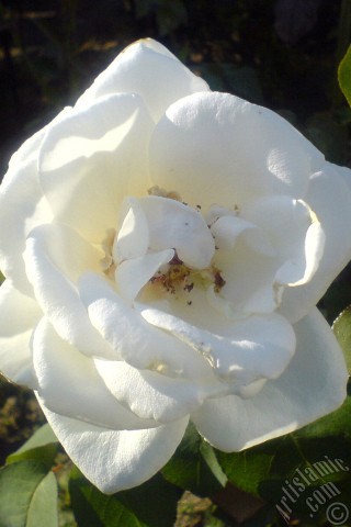 A mobile wallpaper and MMS picture for Apple iPhone 7s, 6s, 5s, 4s, Plus, iPods, iPads, New iPads, Samsung Galaxy S Series and Notes, Sony Ericsson Xperia, LG Mobile Phones, Tablets and Devices: White rose photo.
