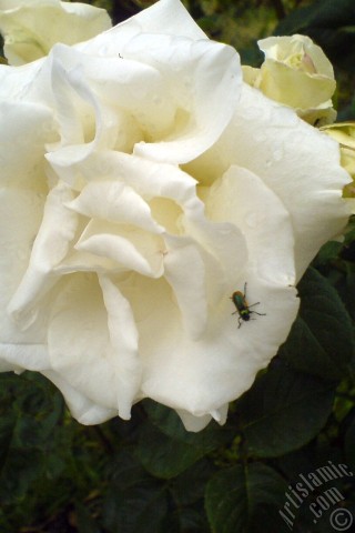 A mobile wallpaper and MMS picture for Apple iPhone 7s, 6s, 5s, 4s, Plus, iPods, iPads, New iPads, Samsung Galaxy S Series and Notes, Sony Ericsson Xperia, LG Mobile Phones, Tablets and Devices: White rose photo.
